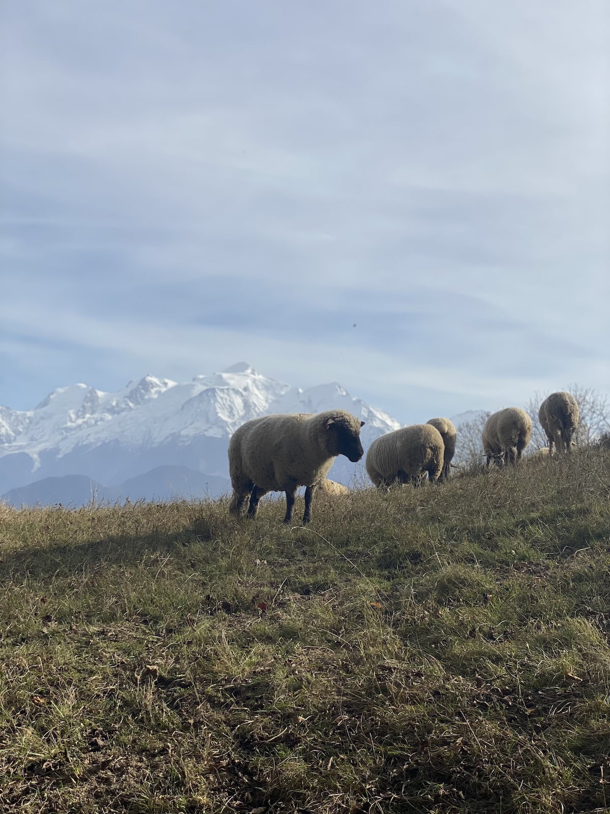 Troupeau de moutons sur un alpage herbeux, chaîne du Mont-Blanc enneigée à l'horizon