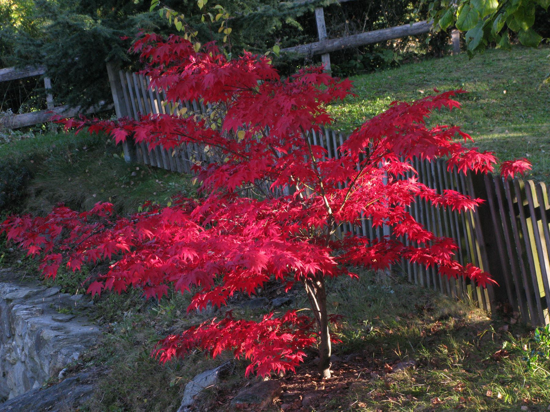 L'érable rouge du jardin en automne, clôture en bois