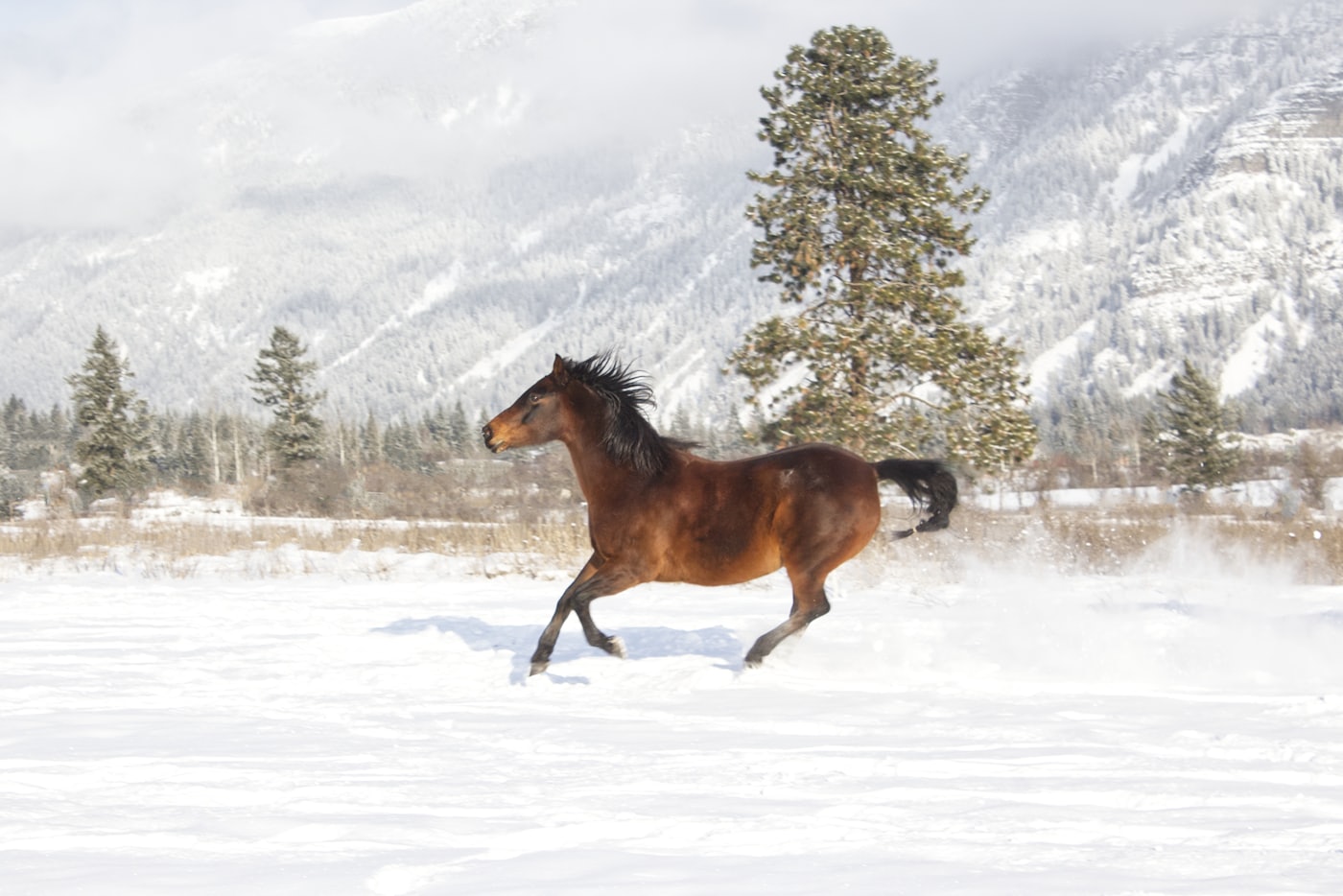 Cheval au galop dans la neige fraîche, forêt de sapins et montagne enneigée derrière